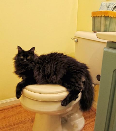 toilet atticus web