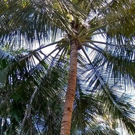 12219383_10205319051399438_2909843873601690093_n