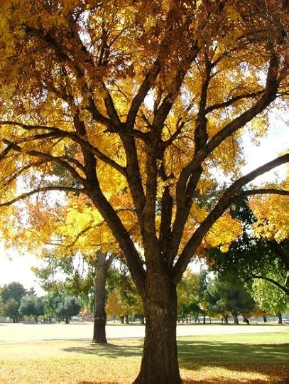 Foliage 2013 - Cactus Park 053