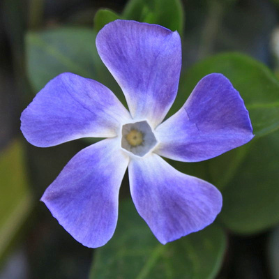 periwinkle