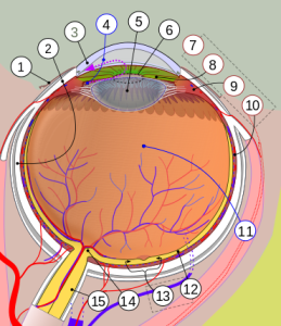 human_eye_multilingual.svg