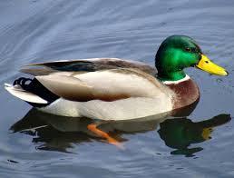 Image result for the duck