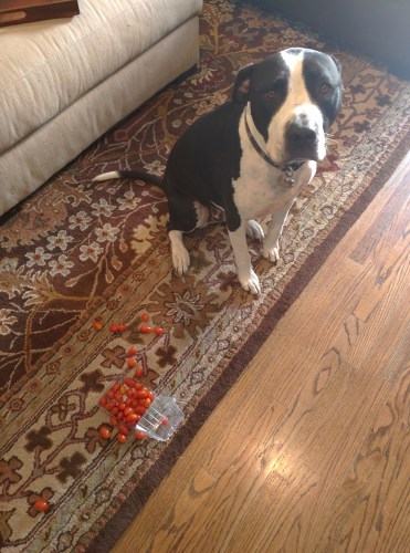 Dogshaming Seamus