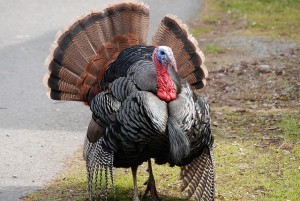 Giving Thanks