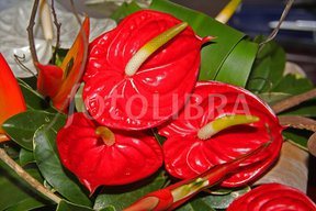 Anthurium. Weird plant. It's also called 