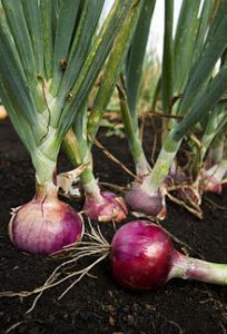 Is it an onion? Or could it be something else?