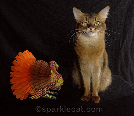 somali cat, turkey, cat thanksgiving, thanksgiving kitty