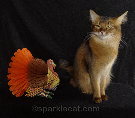 somali cat, mad cat, thanksgiving cat, turkey decoration