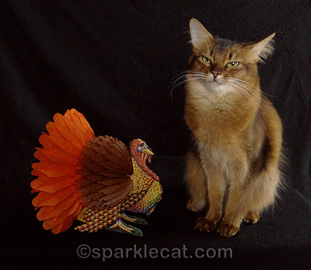 mad somali cat, turkey decoration, cat thanksgiving, cat photography, cat holiday photography