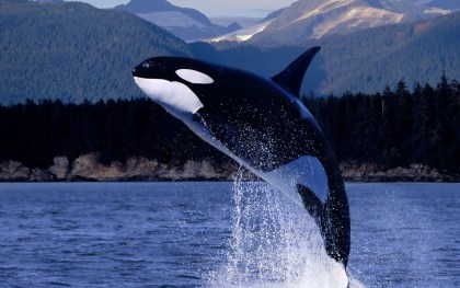 Killer Whale