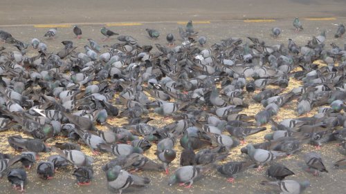 Pigeons in front of the Taj Hotel in Mumbai, India