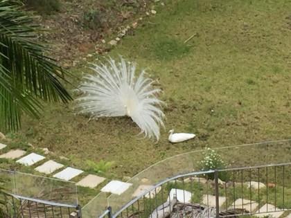 White peacocks in Bayview by Tim Berriman