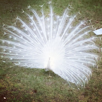 White peacocks in Bayview by Tim Berriman