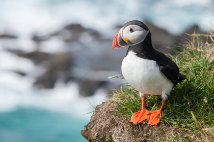 Atlantic Puffin. The populations of this bird, like the European turtle dove (below) are plummeting in the UK.
