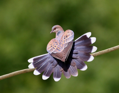 European turtle dove. Photograph by Zahoor Salmi