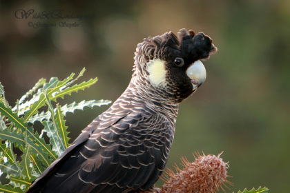 Carnaby's Black-Cockatoo