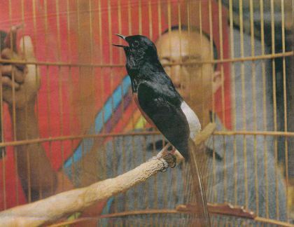 Champion singer Raden Hud Nad, a white-rumped shama