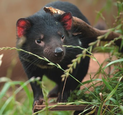 Tasmanian Devil. Image sourced from Devil Ark
