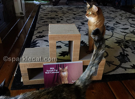 somali cat, cat calendar, tortoiseshell cat, cat photo bomb