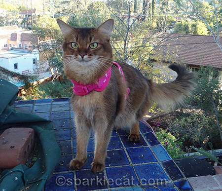 somali cat, blue tile, cat on leash, cat harness