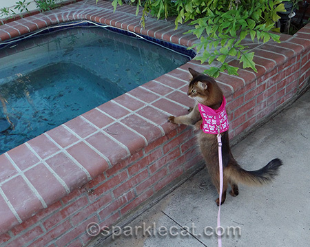 cat, somali cat, jacuzzi, cat harness, cat on leash