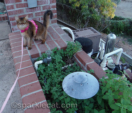 somali cat, catnip, catnip garden, cat harness