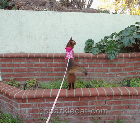 Yeah, this is all wasted space. Put in some nip!