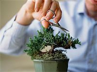 bonsai