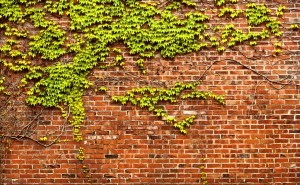 brick_wall_with_ivy_panorama_by_happeningstock-d48664u