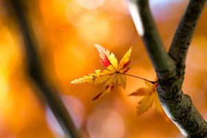 entrepreneurial business thanksgiving