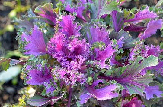 thanksgiving-kale