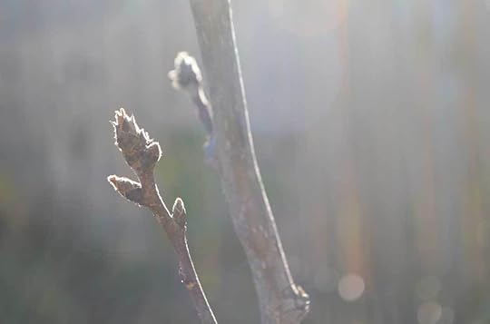 thanksgiving-buds