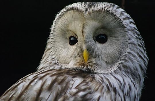Ural Owl: 