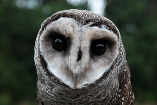 Greater Sooty Owl: 