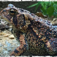 Toad1