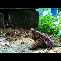Toad2