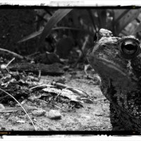 Toadbw