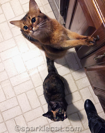 Somali cat, tortoiseshell cat, cats kitchen
