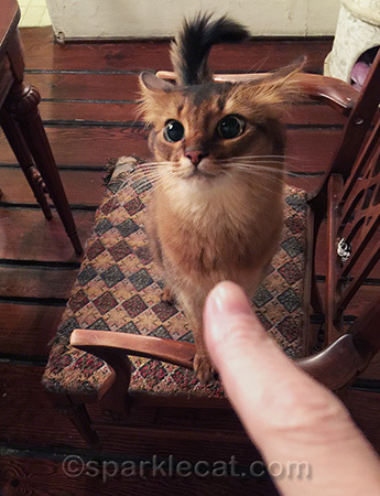 somali cat, frustrated cat, airplane ears