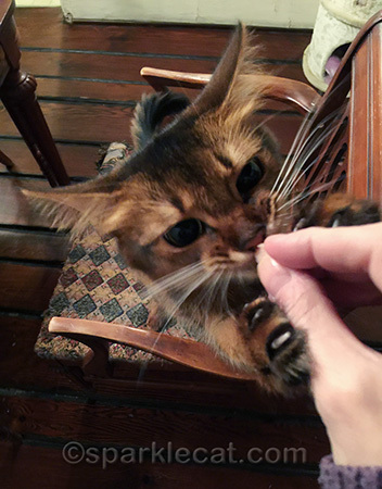 somali cat, cat treat, ham