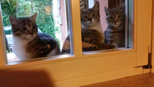 Belgian-lockdown-cats