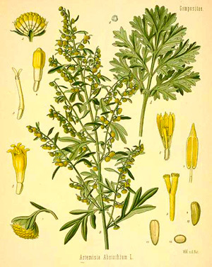 …artemisia…