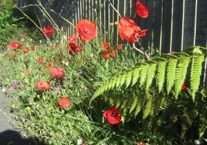 Peak Poppies 002a
