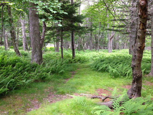 Ferns