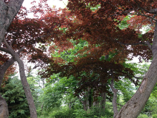 Japanese Maple
