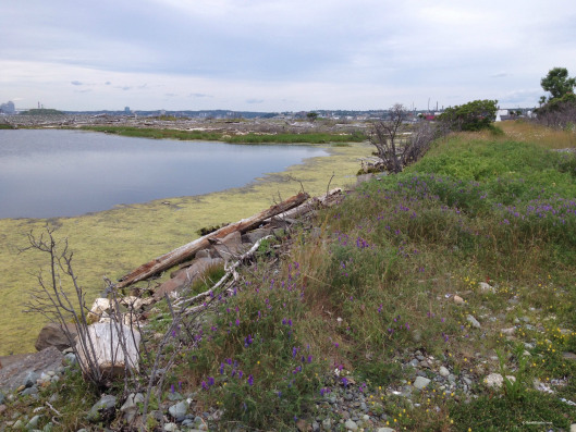 Ives Point