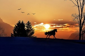 Poetry is a horse