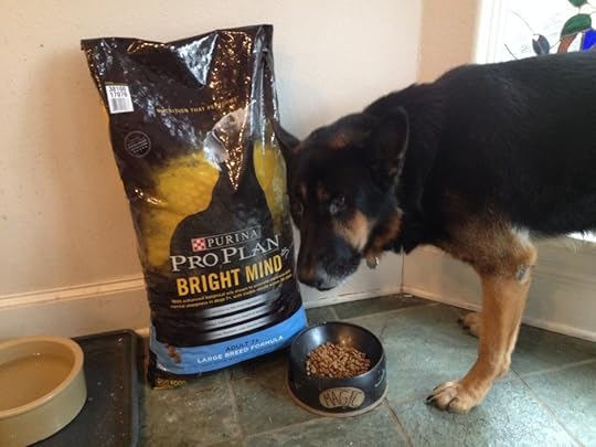 German shepherd with Purina ProPlan Bright Mind dog food
