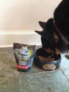 German shepherd eating ProPlan Bright Mind
