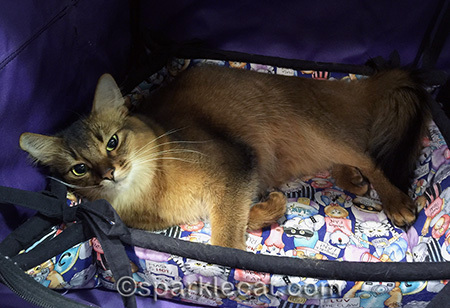 Somali cat, napping cat, cat show